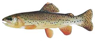 apache trout