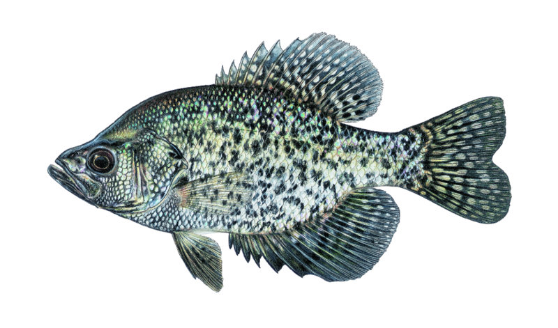 black crappie