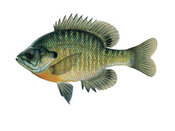 bluegill