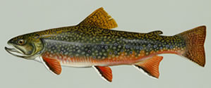 brook trout