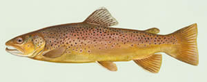 brown trout