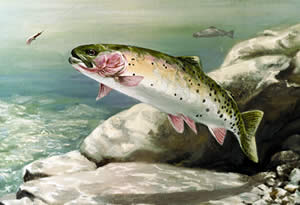 cutthroat trout
