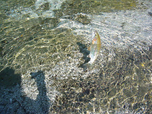 freshwater fly fishing