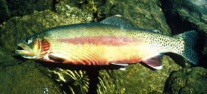 gold trout