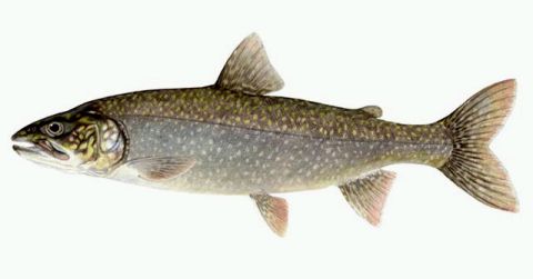 lake trout