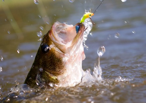 largemouth bass