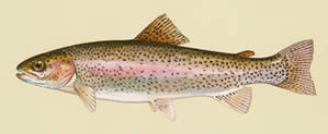 rainbow trout