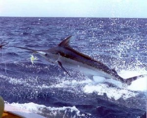 saltwater fly fishing