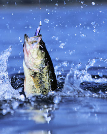smallmouth bass
