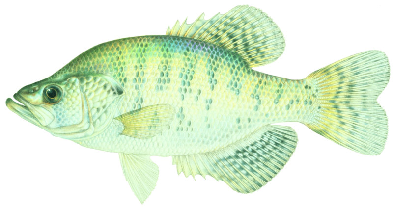 white crappie