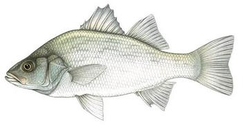 white perch