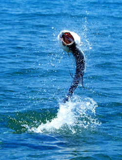 why fly fishing