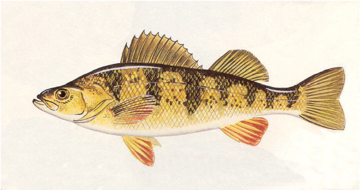 yellow perch